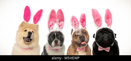 Cute chiens élégant portant des oreilles de lapin et nœuds papillons comme costume de Pâques sur fond blanc Banque D'Images