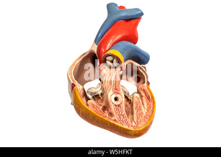 L'anatomie humaine modèle plastique coeur isolé sur fond blanc. Banque D'Images