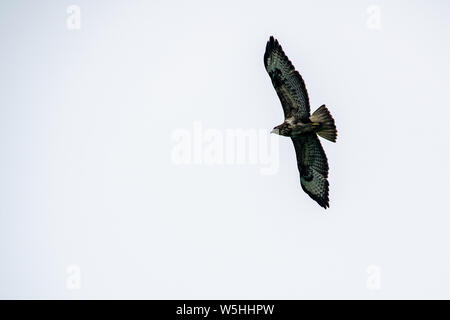 Planeur Buzzard au-dessus Banque D'Images