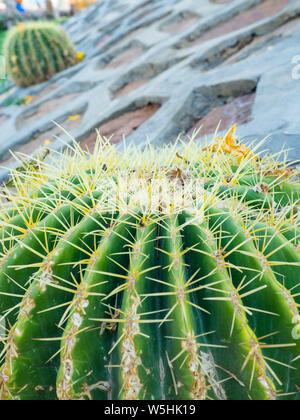 Vue latérale du cactus rond avec beaucoup de thorn sont décorées dans un magnifique jardin et paysage de l'arrière-plan conçus Banque D'Images