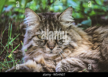 Beau chat tigré en dehors allongé sur l'herbe. Chat à l'extérieur. Détail de chats tête. Cute pets. Chat gris regardant, regardant. Les chats persans. Animaux adorables. Banque D'Images