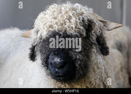 Drôle de moutons nez noir dans les montagnes de Zermatt, Valais, Wallis, Banque D'Images