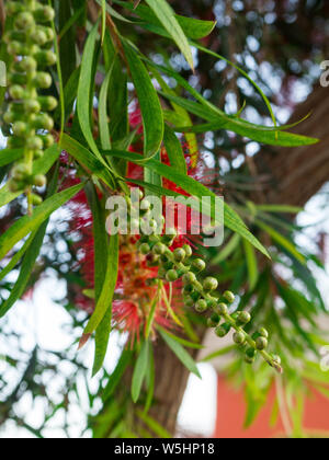 Plante de Callistemon bottlebrush fleurs rouge avec des pleurs d'une brosse fleur contre le ciel bleu, Callistemon Viminalis Banque D'Images