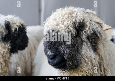 Drôle de moutons nez noir dans les montagnes de Zermatt, Valais, Wallis, Banque D'Images