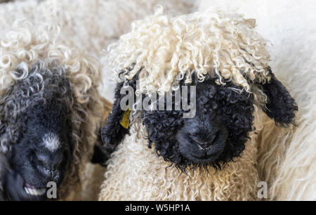 Drôle de moutons nez noir dans les montagnes de Zermatt, Valais, Wallis, Banque D'Images