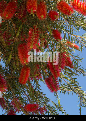 Plante de Callistemon bottlebrush fleurs rouge avec des pleurs d'une brosse fleur contre le ciel bleu, Callistemon Viminalis Banque D'Images