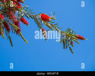 Plante de Callistemon bottlebrush fleurs rouge avec des pleurs d'une brosse fleur contre le ciel bleu, Callistemon Viminalis Banque D'Images