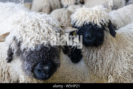 Drôle de moutons nez noir dans les montagnes de Zermatt, Valais, Wallis, Banque D'Images