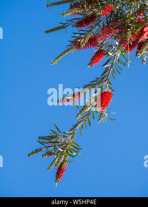 Plante de Callistemon bottlebrush fleurs rouge avec des pleurs d'une brosse fleur contre le ciel bleu, Callistemon Viminalis Banque D'Images
