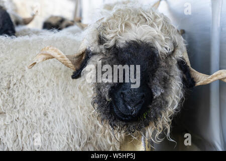 Drôle de moutons nez noir dans les montagnes de Zermatt, Valais, Wallis, Banque D'Images