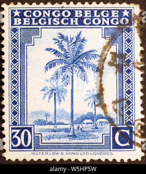 Palmier sur vieux timbres-poste du Congo Belge Banque D'Images