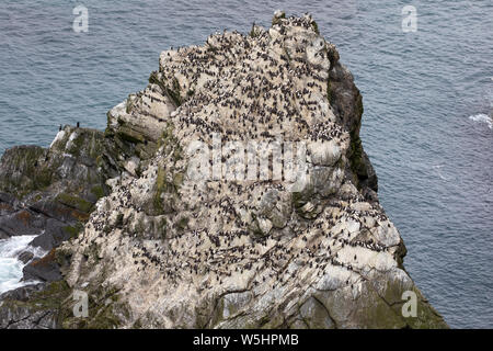 Guillemot' Établissement"Sumburgh Head, colonie de reproduction Banque D'Images