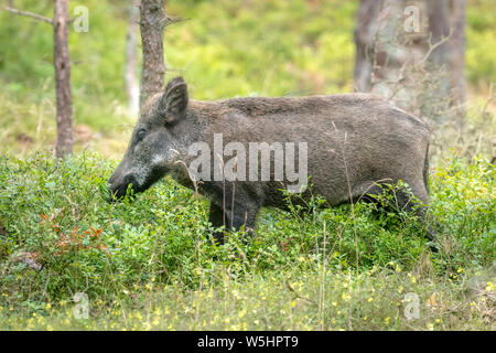 Femme Cochon sauvage dans la forêt en mangeant entre les buissons de bleuets vert Banque D'Images