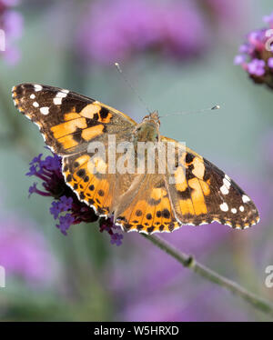 Papillon belle dame (Vanessa cardui) avec des ailes ouvrir et d'alimentation d'une fleur de verveine Banque D'Images