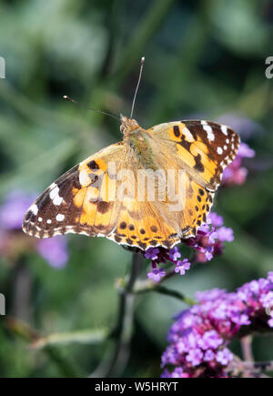 Papillon belle dame (Vanessa cardui) avec des ailes ouvrir et d'alimentation d'une fleur de verveine Banque D'Images