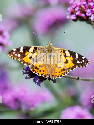 Papillon belle dame (Vanessa cardui) avec des ailes ouvrir et d'alimentation d'une fleur de verveine Banque D'Images