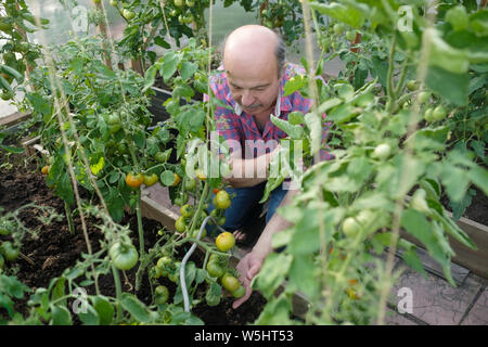 Senior Hispanic farmer contrôler ses tomates dans une serre Banque D'Images