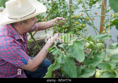 Senior Hispanic farmer contrôler ses tomates dans une serre Banque D'Images