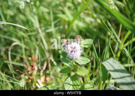 Abeille sur Clover Banque D'Images