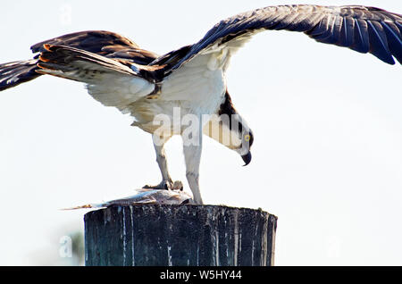 Le balbuzard, ou Sea Hawk, manger des poissons pêchés dans la rose brillant sur le dessus de l'empilage, montrant les extensions repliées, jaune vif, oeil et bec crochu. Banque D'Images