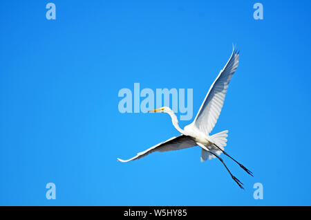 Grande aigrette blanche avec les ailes, la queue et les jambes allongées noir brillant en vol, long cou et plumes détail contre un fond de ciel bleu clair. Banque D'Images