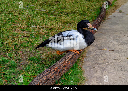 Magpie (Anseranas semipalmata) bien assis sur un rondin entouré d'herbe verte. Cette commune se trouve dans le nord d'oiseaux d'Australie et du sud Banque D'Images