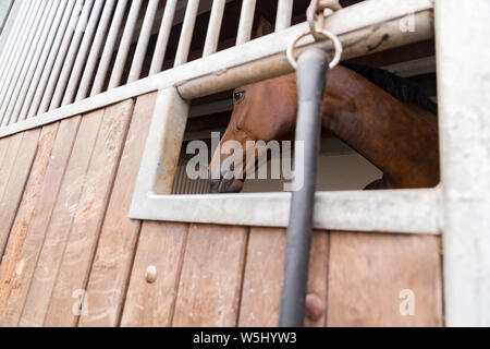 Un cheval (Westphalien) dans le cheval fort. Vue de l'extérieur grâce à l'éclosion. Banque D'Images