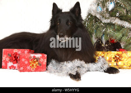 Six ans groenendeal incroyable chien avec des décorations de Noël Banque D'Images