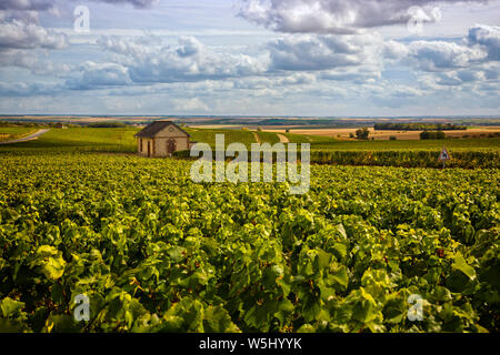 Vignobles de la champagne au sud de Reims, France Banque D'Images