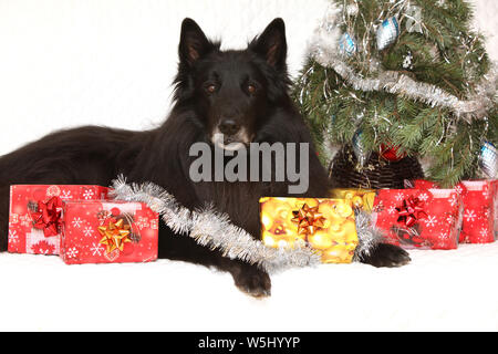 Six ans groenendeal incroyable chien avec des décorations de Noël Banque D'Images