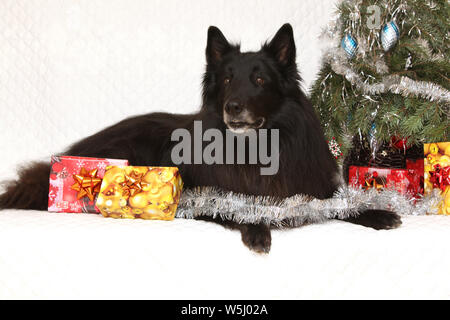 Six ans groenendeal incroyable chien avec des décorations de Noël Banque D'Images