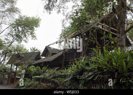 Fôret subtropical couvre le versant ouest de la Cordillère des Andes à 2200 mètres de haut Bellavista Lodge en haut de la vallée de Tandayapa en Equateur. Banque D'Images