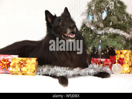 Six ans groenendeal incroyable chien avec des décorations de Noël Banque D'Images