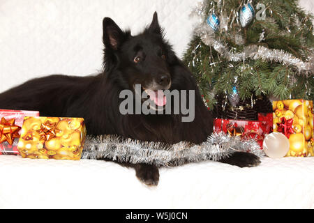 Six ans groenendeal incroyable chien avec des décorations de Noël Banque D'Images