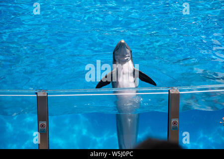 Orlando, Floride. 18 juillet, 2019. Dolphin Dolphin en saluant le public jours montrent à Seaworld Banque D'Images