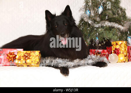 Six ans groenendeal incroyable chien avec des décorations de Noël Banque D'Images