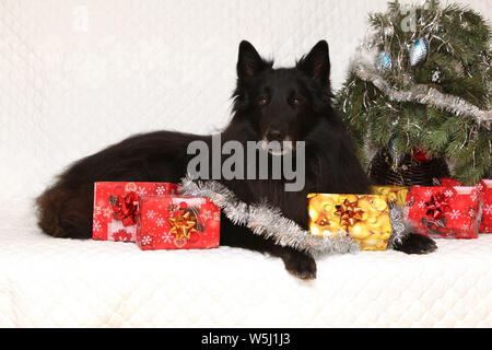 Six ans groenendeal incroyable chien avec des décorations de Noël Banque D'Images