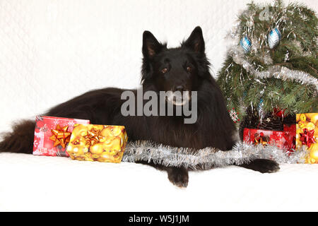 Six ans groenendeal incroyable chien avec des décorations de Noël Banque D'Images