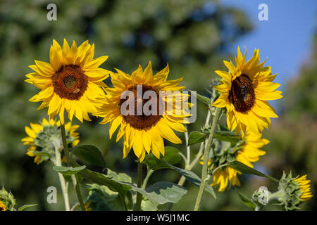 26 juillet 2019, Saxe, Pirna : les abeilles et les bourdons sont approche sur plusieurs tournesols dans un champ près de Pirna. Ici ils recueillent le nectar de la plante pour le dépenser dans leur ruche. Photo : Daniel Schäfer/dpa-Zentralbild/ZB Banque D'Images