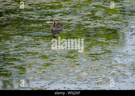 Orlando, Floride. Juillet 09, 2019 piscine Little Duck en marais en zone de l'Aéroport International d'Orlando Banque D'Images