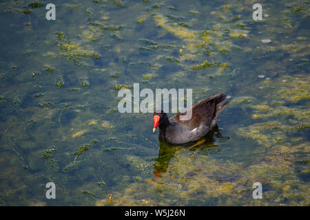 Orlando, Floride. Juillet 09, 2019 piscine Little Duck en marais en zone de l'Aéroport International d'Orlando Banque D'Images