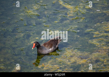 Orlando, Floride. Juillet 09, 2019 piscine Little Duck en marais en zone de l'Aéroport International d'Orlando Banque D'Images