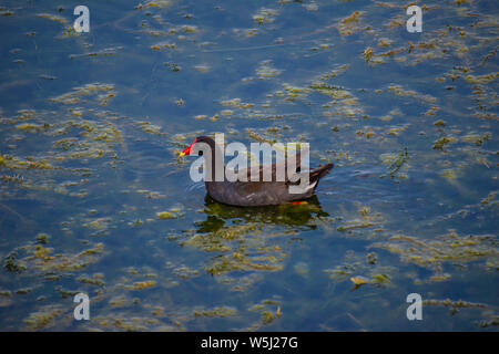 Orlando, Floride. Juillet 09, 2019 piscine Little Duck en marais en zone de l'Aéroport International d'Orlando Banque D'Images