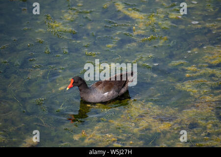 Orlando, Floride. Juillet 09, 2019 piscine Little Duck en marais en zone de l'Aéroport International d'Orlando Banque D'Images