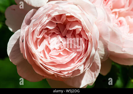 La fleur d'une rose 'Reine de Suède" Banque D'Images