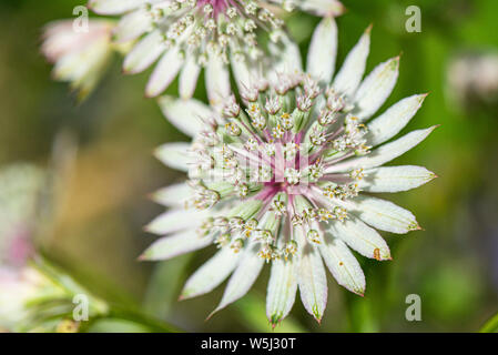 Un gros plan de la fleur d'un plus grand masterwort Astrantia (majeur) Banque D'Images