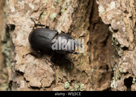 Stag Beetle Dorcus parallelipipedus moindre sur l'écorce de chêne, Schleswig-Holstein, Allemagne Banque D'Images