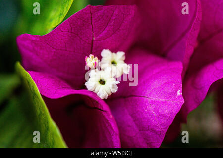 Un gros plan de la fleur d'un bougainvillier Banque D'Images