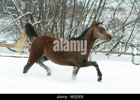 Superbe course de chevaux arabes dans beaucoup de neige Banque D'Images