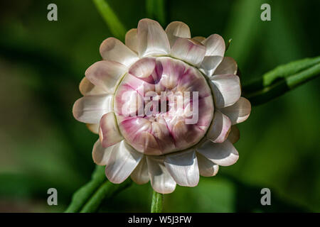 E d'une fleur d'immortelle (Xerochrysum bracteatum) Banque D'Images